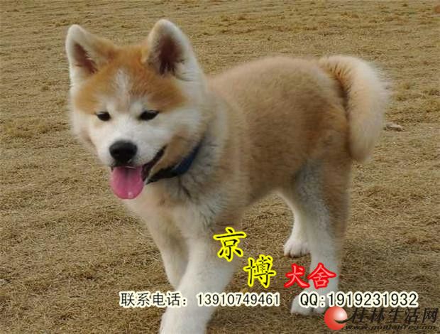 日系秋田美系秋田純種秋田忠犬八公保純保健康