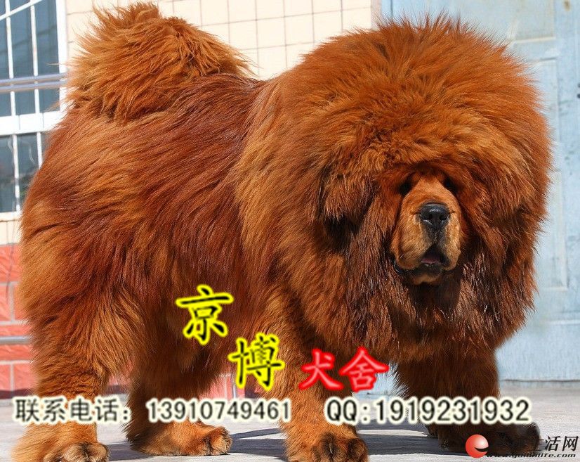 五一八折 铁包金藏獒 红敖 猛犬基地 獒园直销