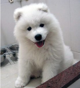 纯种萨摩犬 赛级萨摩犬 熊版萨摩犬 京博犬舍特价出售中 宠物交易