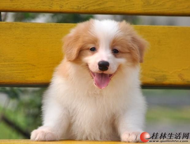 純種邊境牧羊犬 黑白邊牧幼犬 金色邊牧 公母均有 特價中