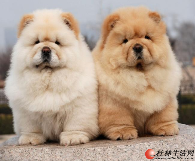 纯种肉嘴松狮幼犬,超极品的爱犬憨憨的样子可爱到了极点