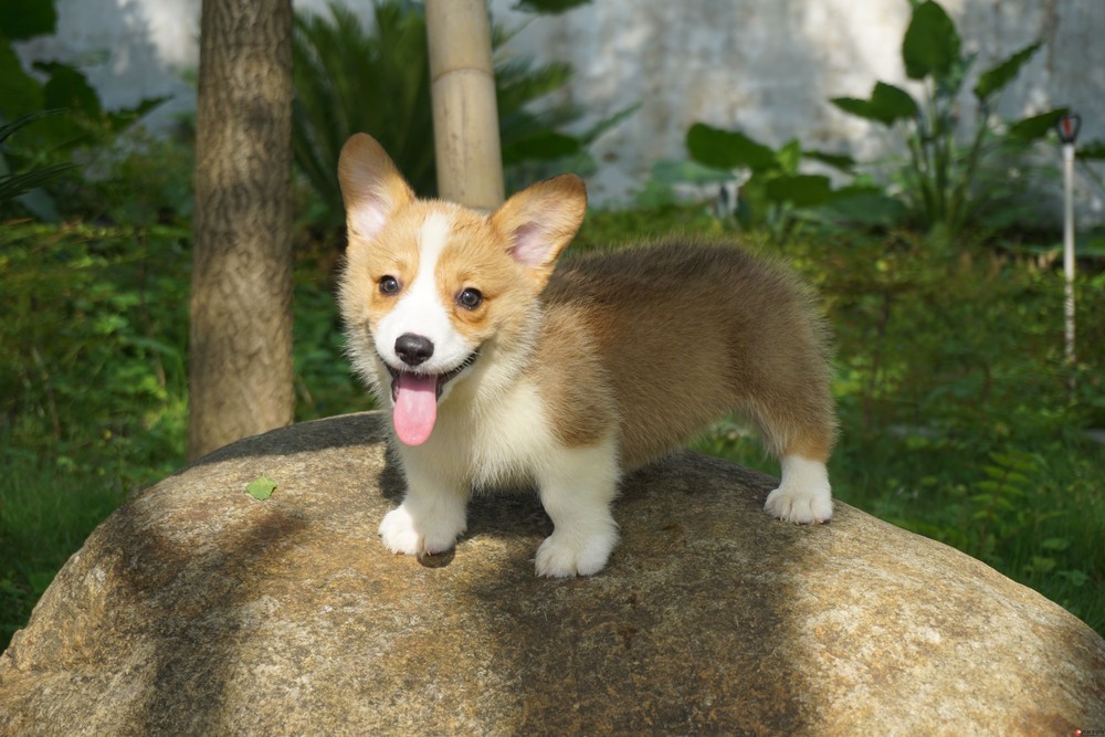 柯基犬自己家养繁殖健康宝宝