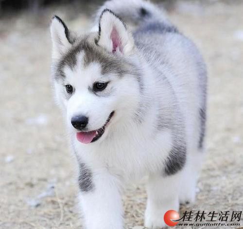 纯种哈士奇 赛级哈士奇 北京京博犬舍出售哈士奇幼犬