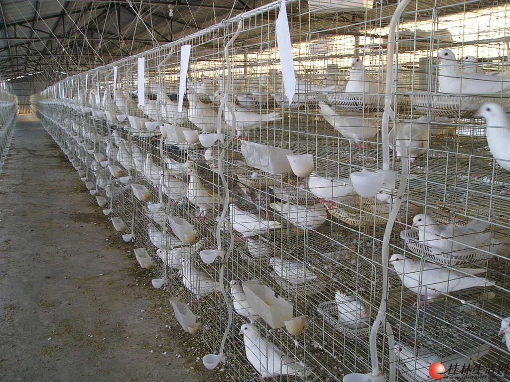 桂林本地大量出售全新鸽子笼140块一组包括全套配件