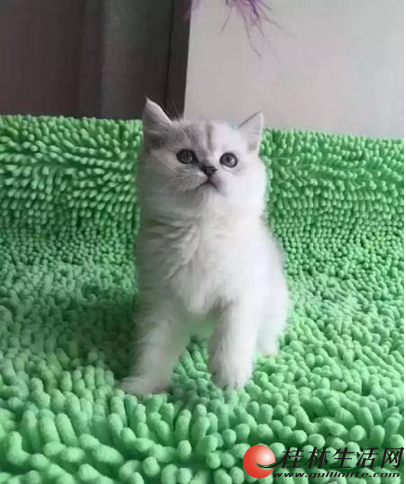 ɰСӢ㳬è䣬ԤԼſ - 1600Ԫ