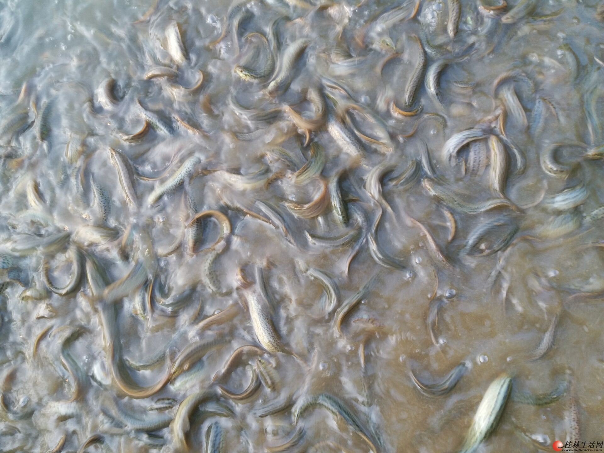 桂林象山区凯风路出售扁泥鳅 14一斤