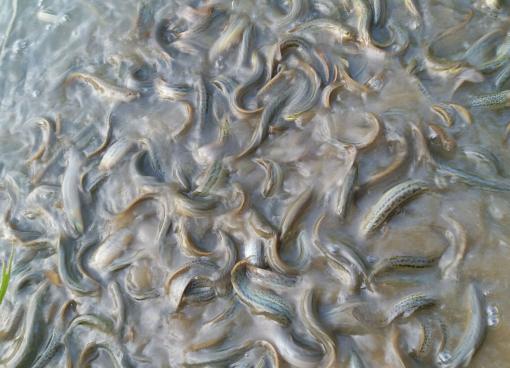 桂林象山区凯风路出售扁泥鳅 14一斤