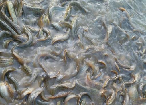 桂林象山区凯风路出售扁泥鳅 14一斤