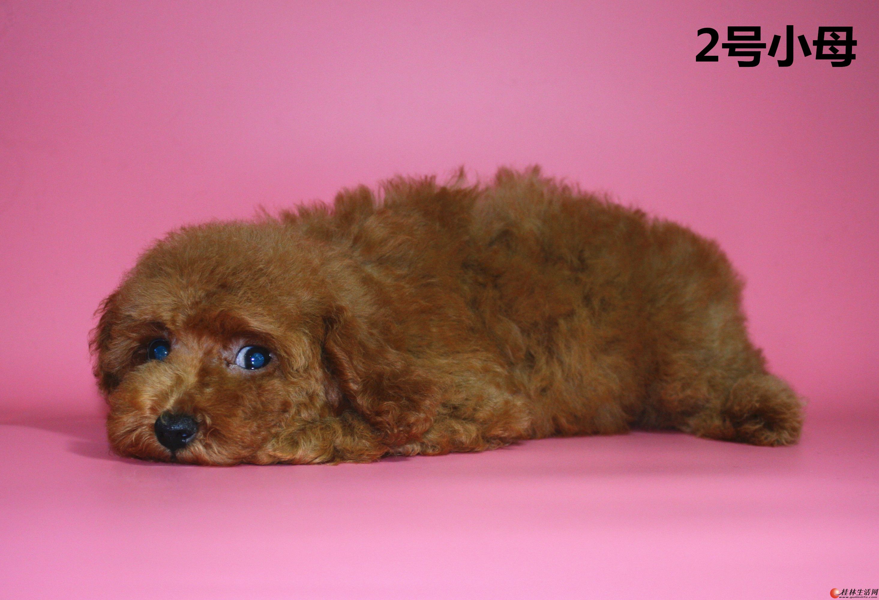 家养小贵宾出售已打进口疫苗