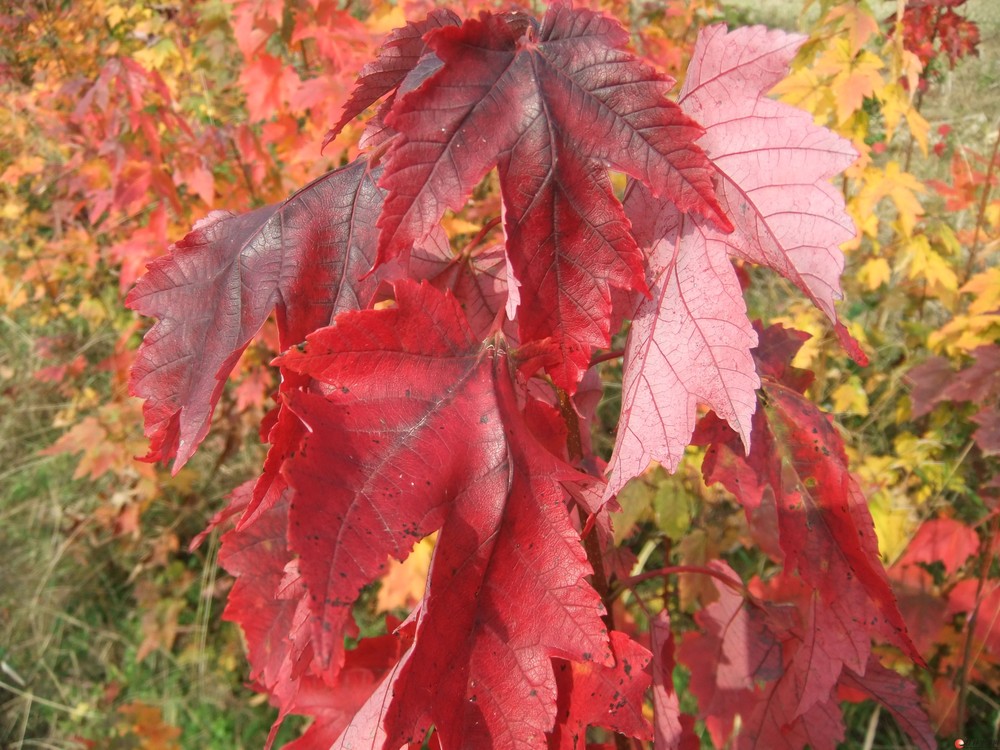 大量出售美国红枫地径1--8公分!