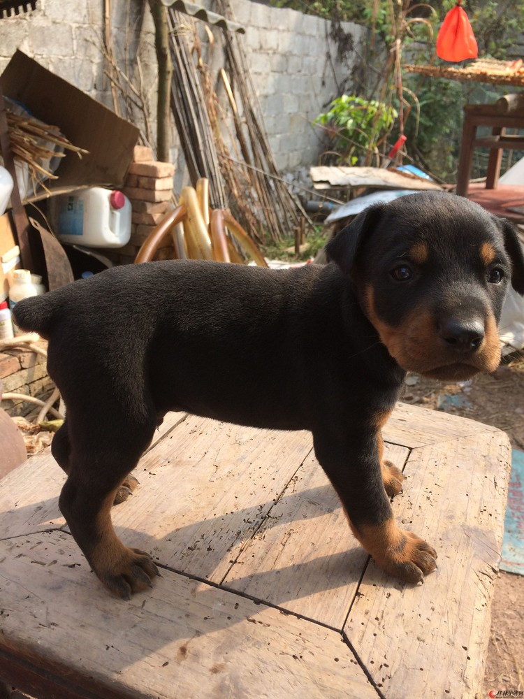 德系杜宾宝宝找新家了