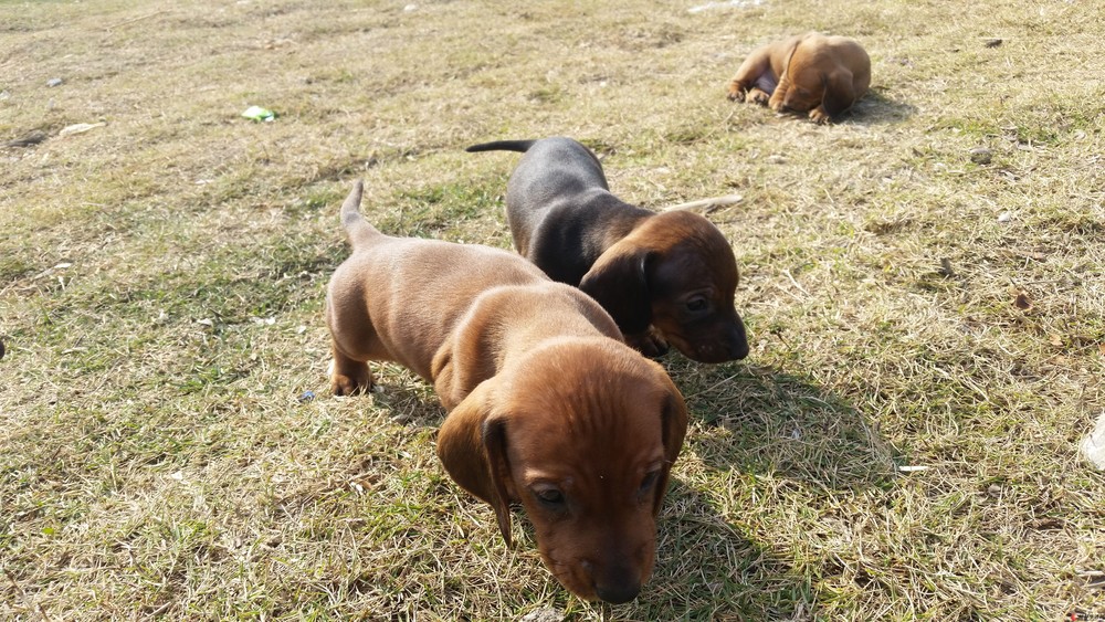 家養純種臘腸犬,找新家