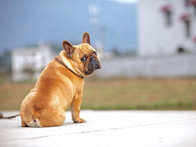 红牛种公优惠借配. - 宠物交易 - 桂林分类信息 桂林二手市场