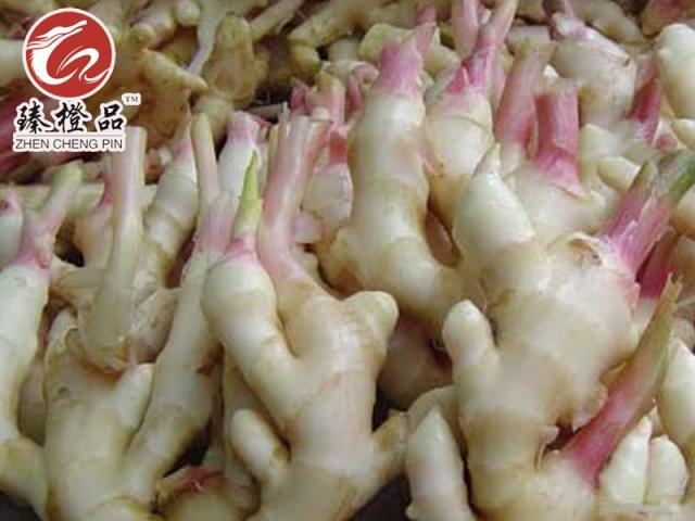 高山原生态五指小黄姜500g仔姜 嫩姜 一件代发