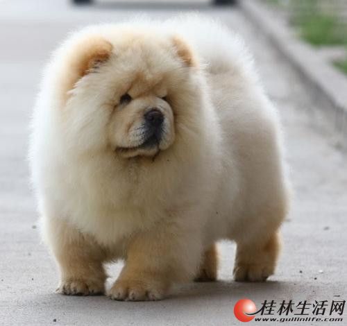 纯种中国福犬图片图片