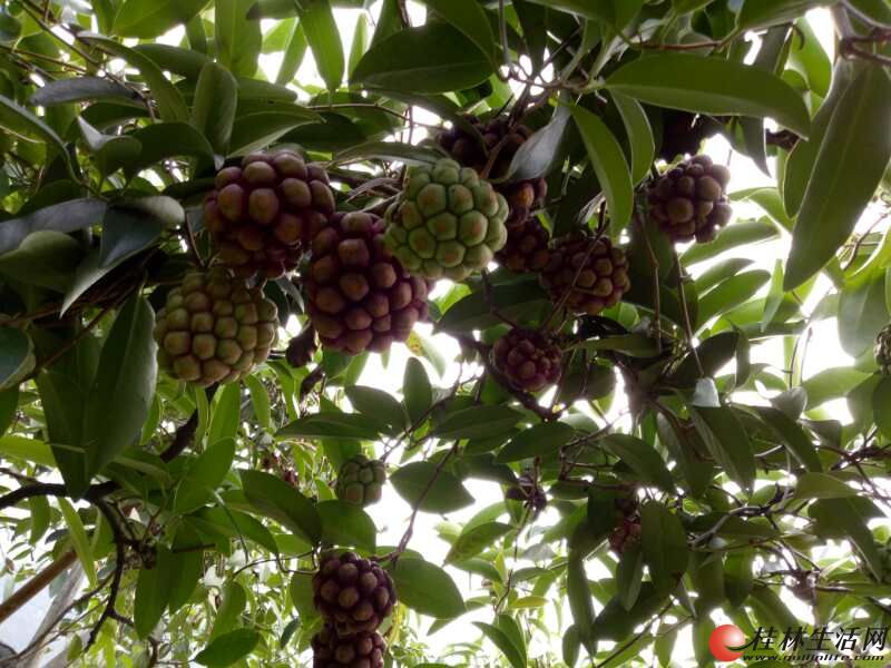 出售少量布福娜冷饭团多年生苗