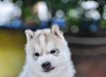 ƷʹʿѪͳ ʱ 