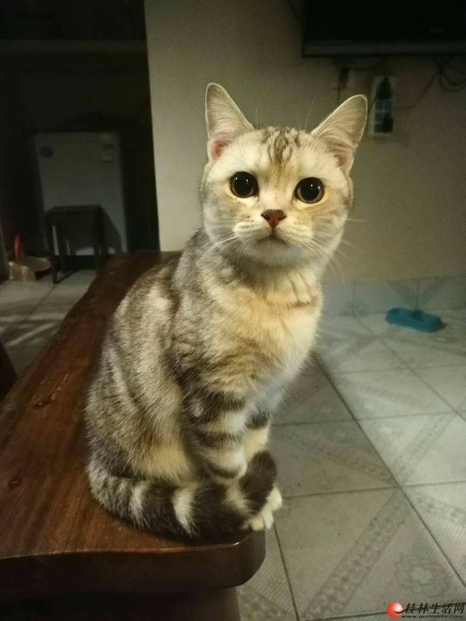 咖啡色虎斑美国短毛猫