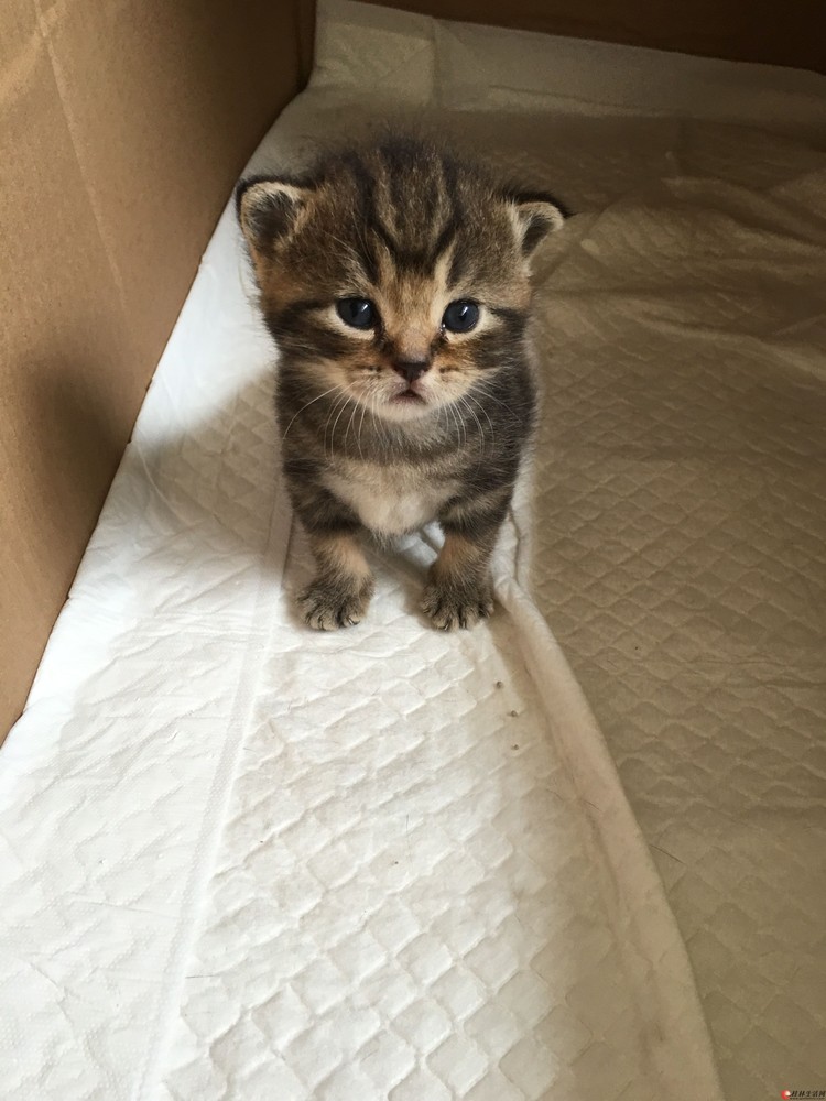 自家养1个月大小奶猫找新家