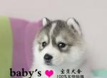 ѻ۹ʿ
