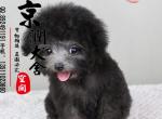 Ȯ  лɫ̩