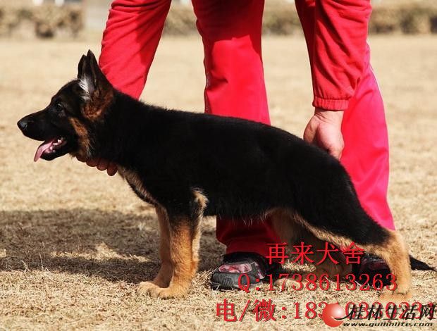 雙血統德國牧羊犬-賽級警犬德牧-錘系-保健康包養活 - 寵物交易