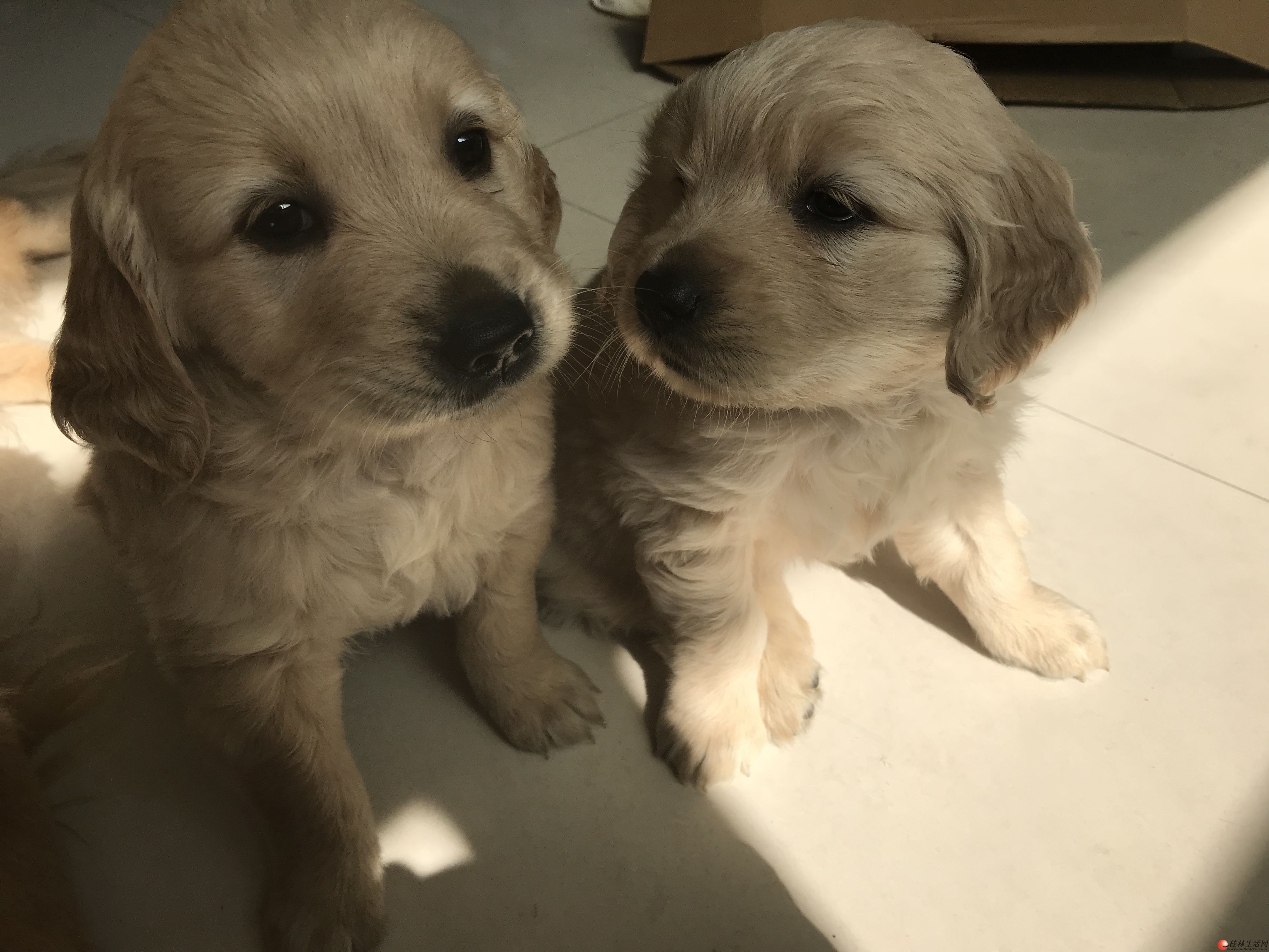 出售自家纯种金毛幼犬40天