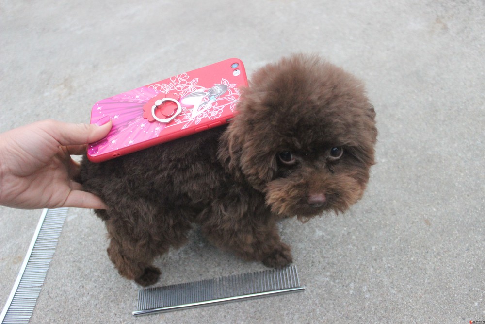 出售正宗茶杯体巧克力贵宾种公