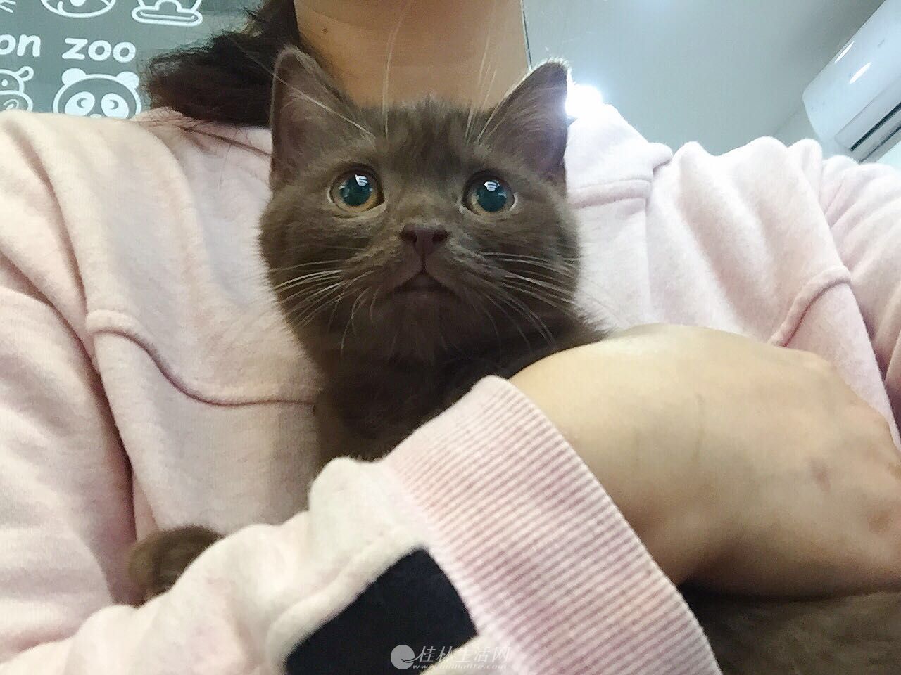 大眼萌妹咖啡色英短宝宝找新家