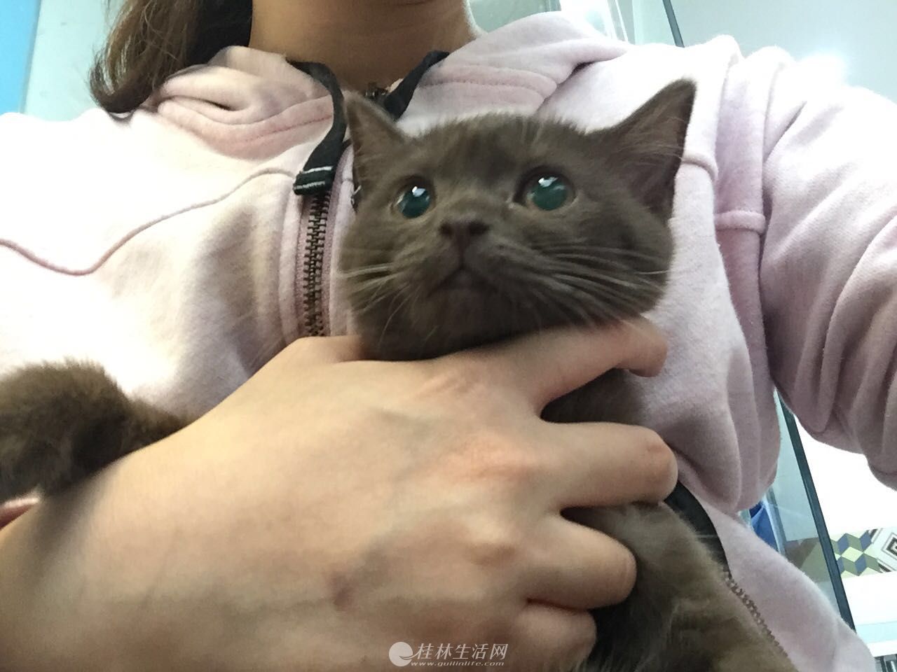 大眼萌妹咖啡色英短宝宝找新家