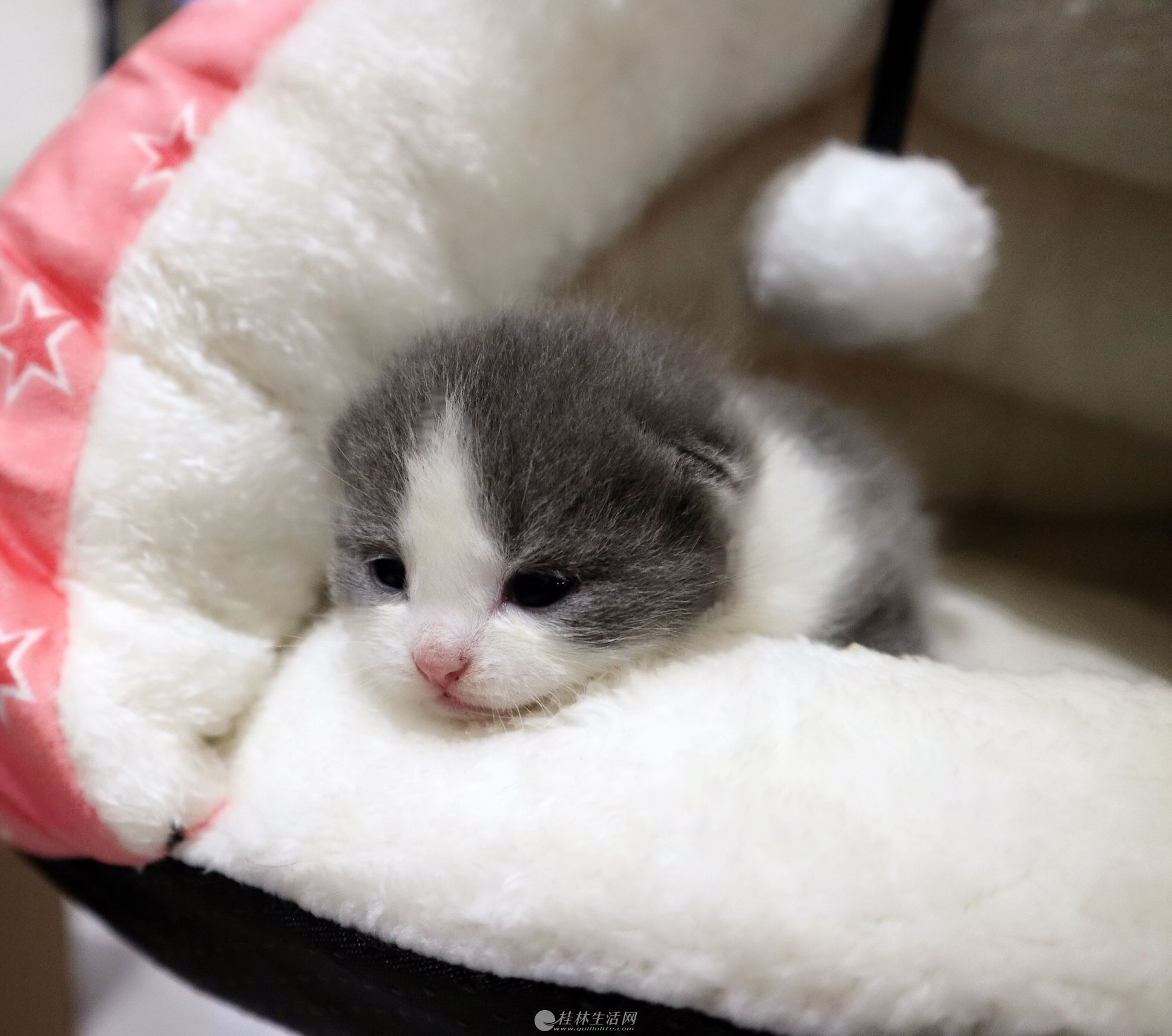 宠物猫幼猫英短毛猫蓝猫蓝白猫精品正八家养出售英国短毛猫 6月21号