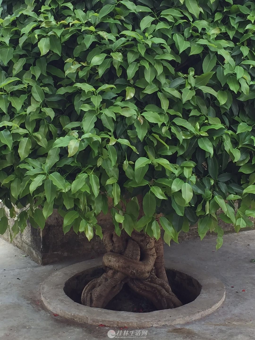 出售1颗自己培养了25年的榕树 - 植物花卉 - 桂林分类信息 桂林二手