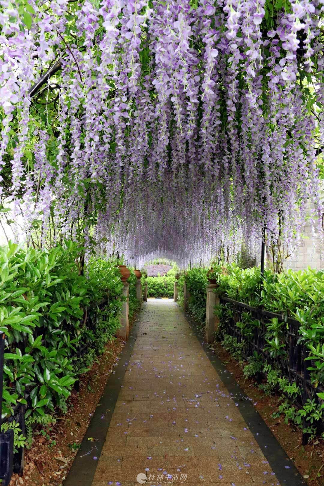 a灵川豪宅 梧桐墅 十里花海洋房125平4房2厅2卫 52万