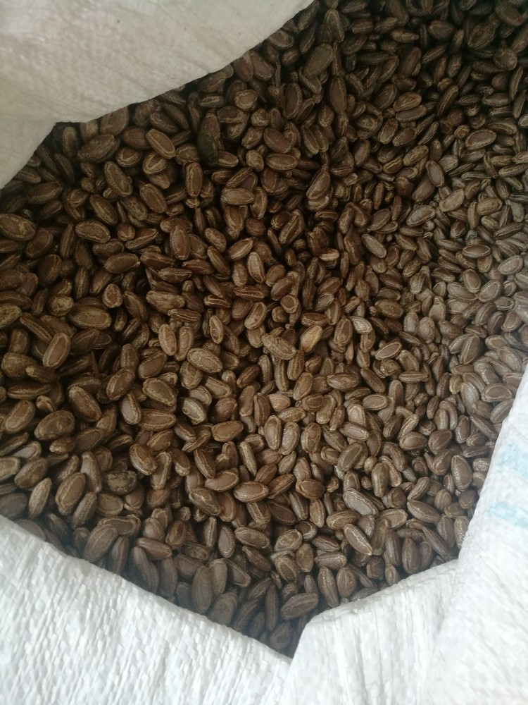 全手洗成色好的吊瓜籽