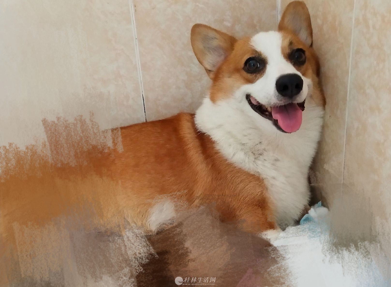 双血统柯基黄白自家繁殖