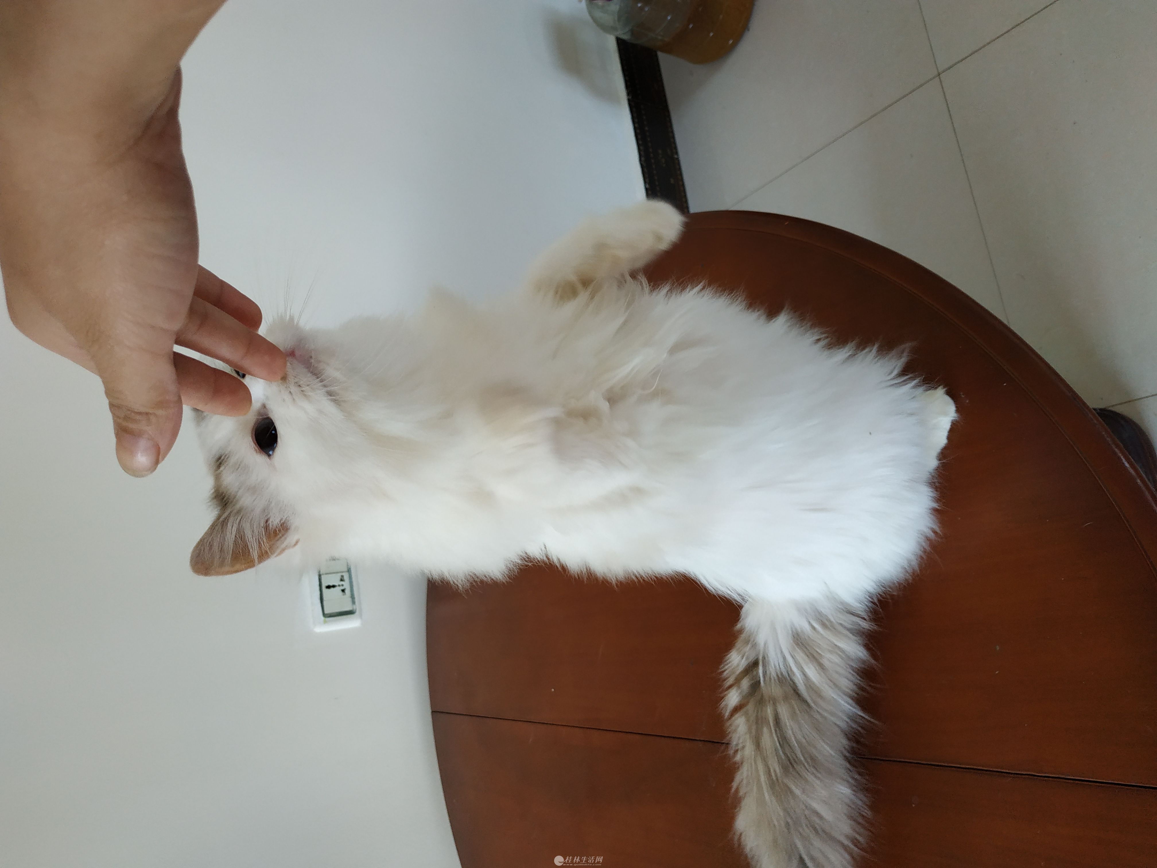 出售6个月布偶猫,自己养的,健康 - 宠物交易 - 桂林分类信息 桂林二手