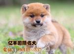 ۴ֲȮ ȮǮ ڷȮ