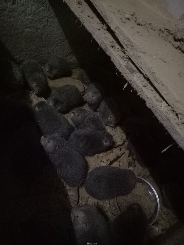 出售自家养殖竹鼠种苗