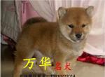 Ȯλ ʲôطȮ ȮȮ