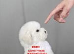 ̩  ̩˶Ǯһֻ   ̩ʺ¥
