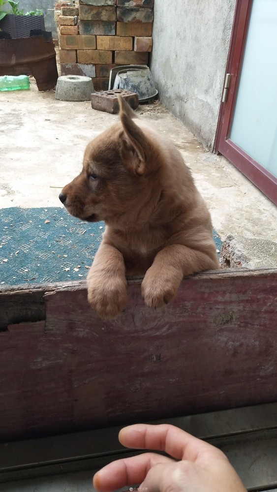 出售满月中华田园犬宝宝 - 宠物交易 - 桂林分类信息 桂林二手市场