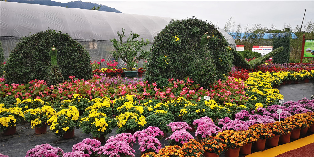 第一屆廣西花卉苗木交易會於10月16—18日在桂林疊彩花卉基地舉辦