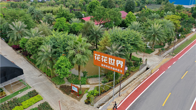 杜鹃花苗圃基地