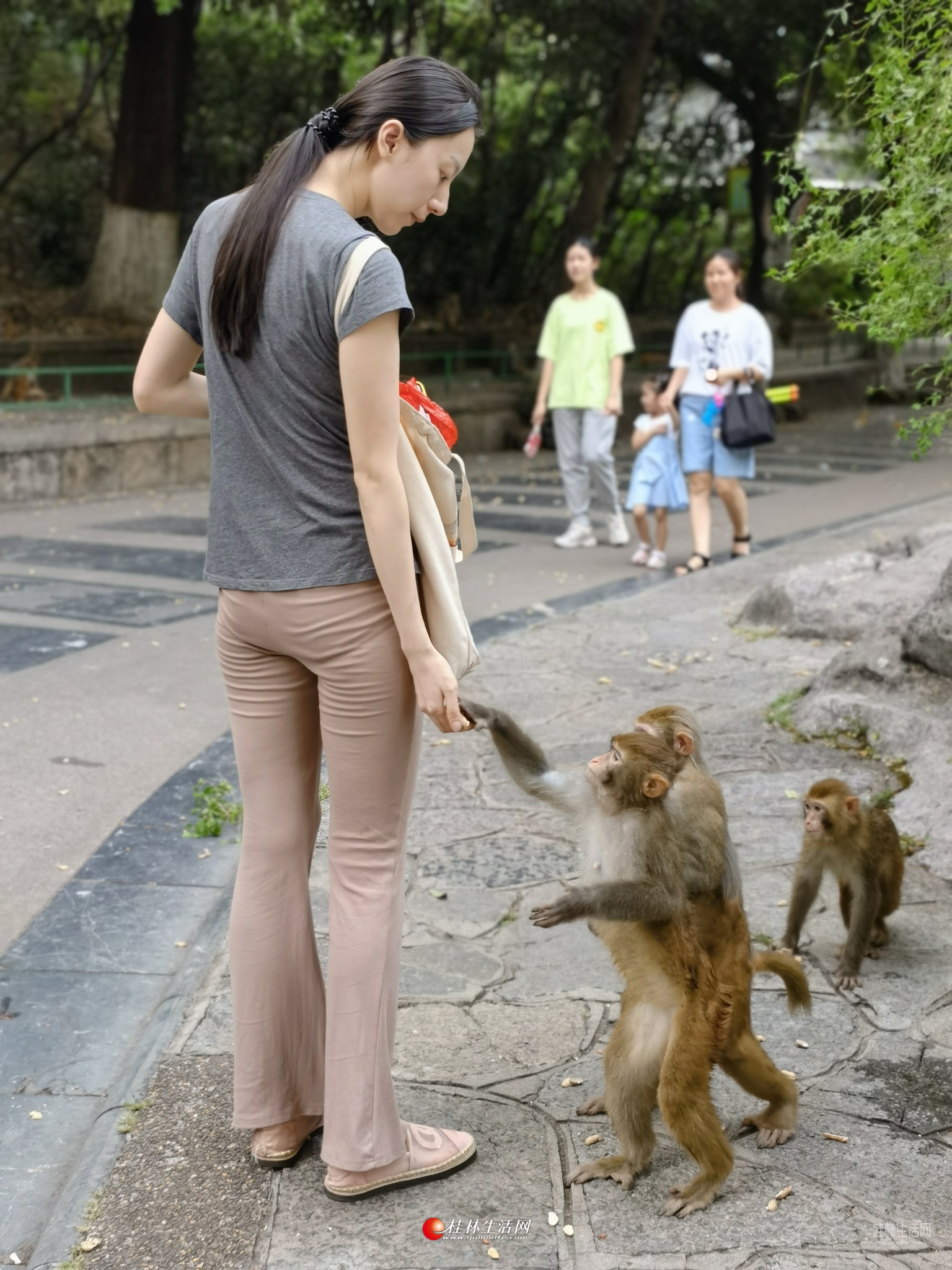 七星公园的猴子好多,小姐姐有心了!