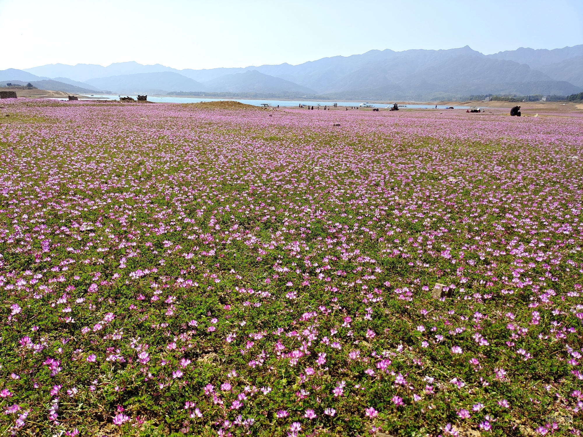 灵川公平湖的紫云英遍地开了 花色迷人醉人眼眸