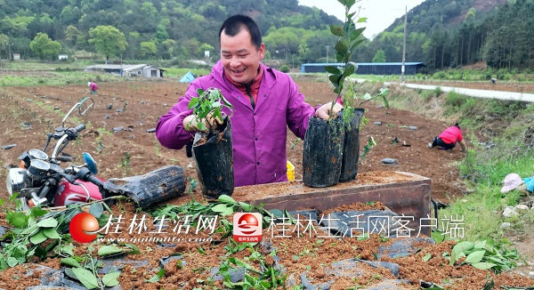 广西灌阳好雨知时节瑶乡种果忙